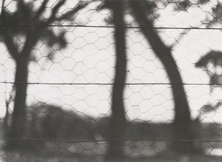 AGNSW collection Olive Cotton Through the fence circa 1934, printed 1980