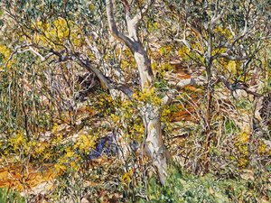 Wilpena eucalypt and wattle